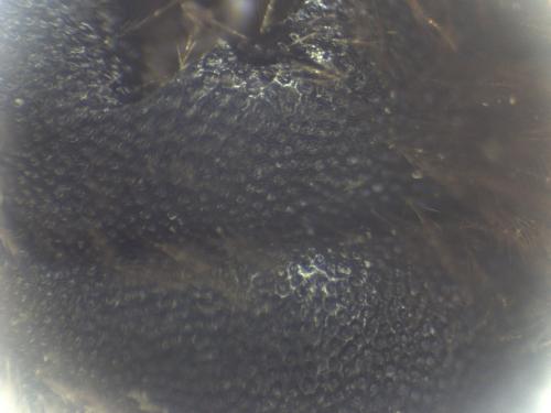 Réf. 334 567 : Eucera longicornis